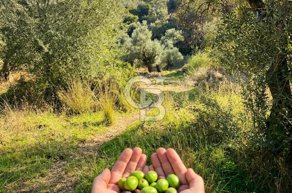 Bayındır Yeşilova Yola Cepheli Köy İçi Fırsat Satılık Zeytinlik