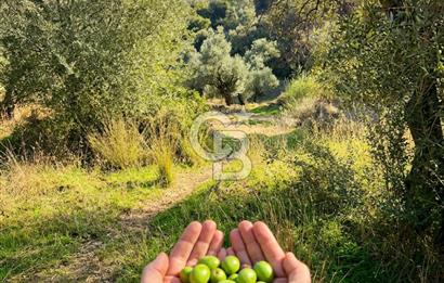 Bayındır Yeşilova Yola Cepheli Köy İçi Fırsat Satılık Zeytinlik
