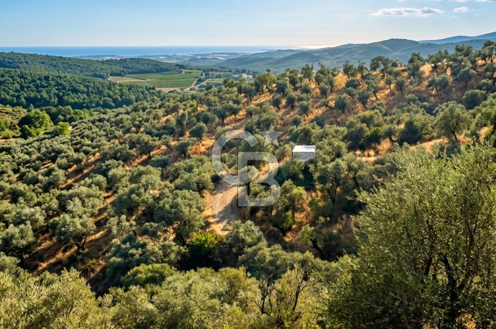 Bayındır Yeşilova Yola Cepheli Köy İçi Fırsat Satılık Zeytinlik