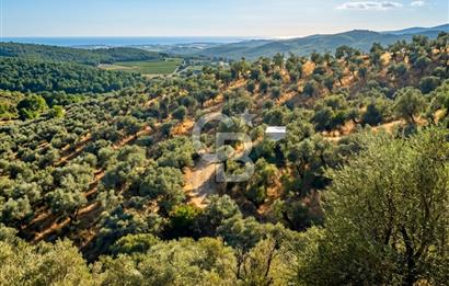 Bayındır Yeşilova Yola Cepheli Köy İçi Fırsat Satılık Zeytinlik