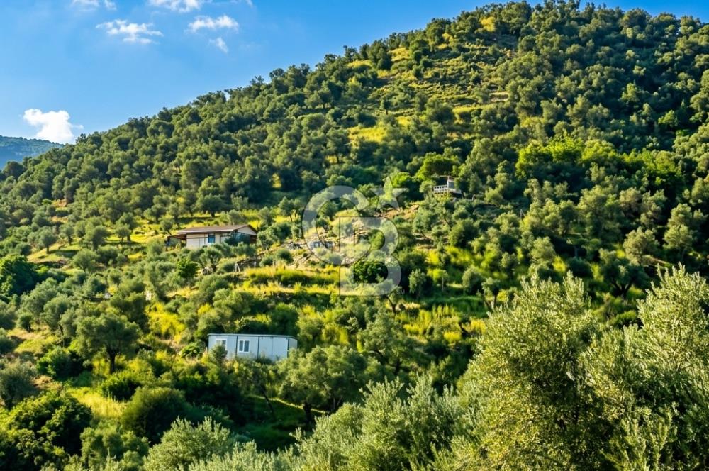 Bayındır Yeşilova Yola Cepheli Köy İçi Fırsat Satılık Zeytinlik