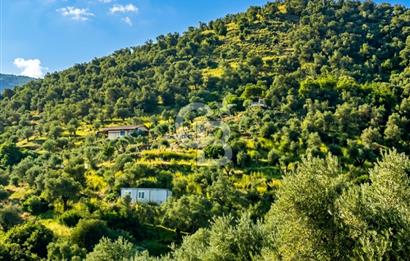 Bayındır Yeşilova Yola Cepheli Köy İçi Fırsat Satılık Zeytinlik