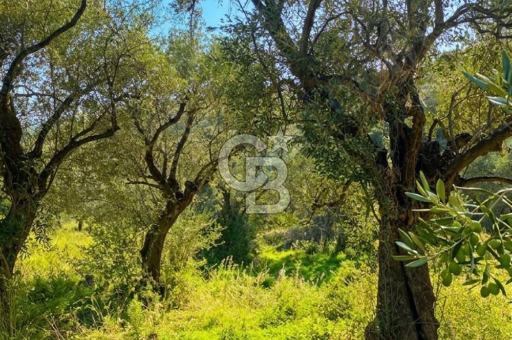 Bayındır Yeşilova Yola Cepheli Köy İçi Fırsat Satılık Zeytinlik