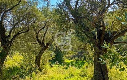 Bayındır Yeşilova Yola Cepheli Köy İçi Fırsat Satılık Zeytinlik