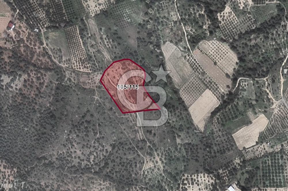 Torbalı Karakızlar'da Satılık Zeytinlik