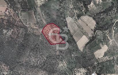 Torbalı Karakızlar'da Satılık Zeytinlik