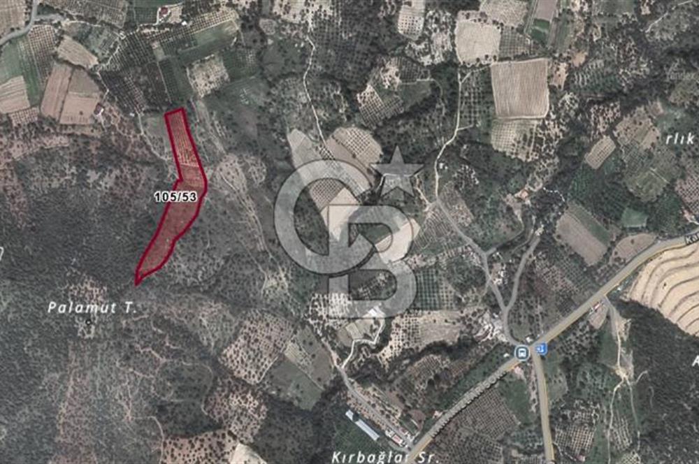 Torbalı Karakızlar Satılık Zeytinlik