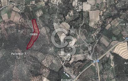 Torbalı Karakızlar Satılık Zeytinlik