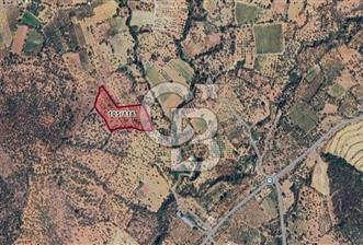 Torbalı Karakızlar Satılık Zeytinlik - 5 - 343714