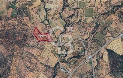 Torbalı Karakızlar Satılık Zeytinlik