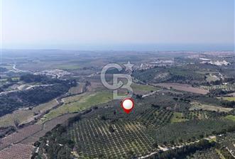 Kuşadası Caferlide Deniz Manzaralı Yola Cephe Verimli Zeytinlik - 6 - 343693