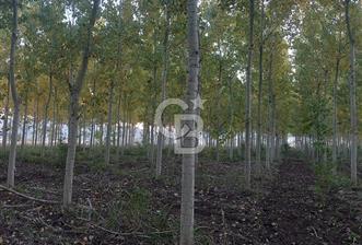 Sakarya Osmaniyede Satılık Tarla - 1 - 135388