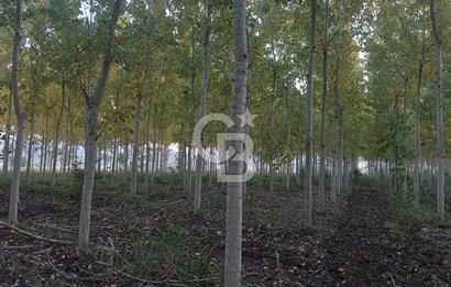 Sakarya Osmaniyede Satılık Tarla