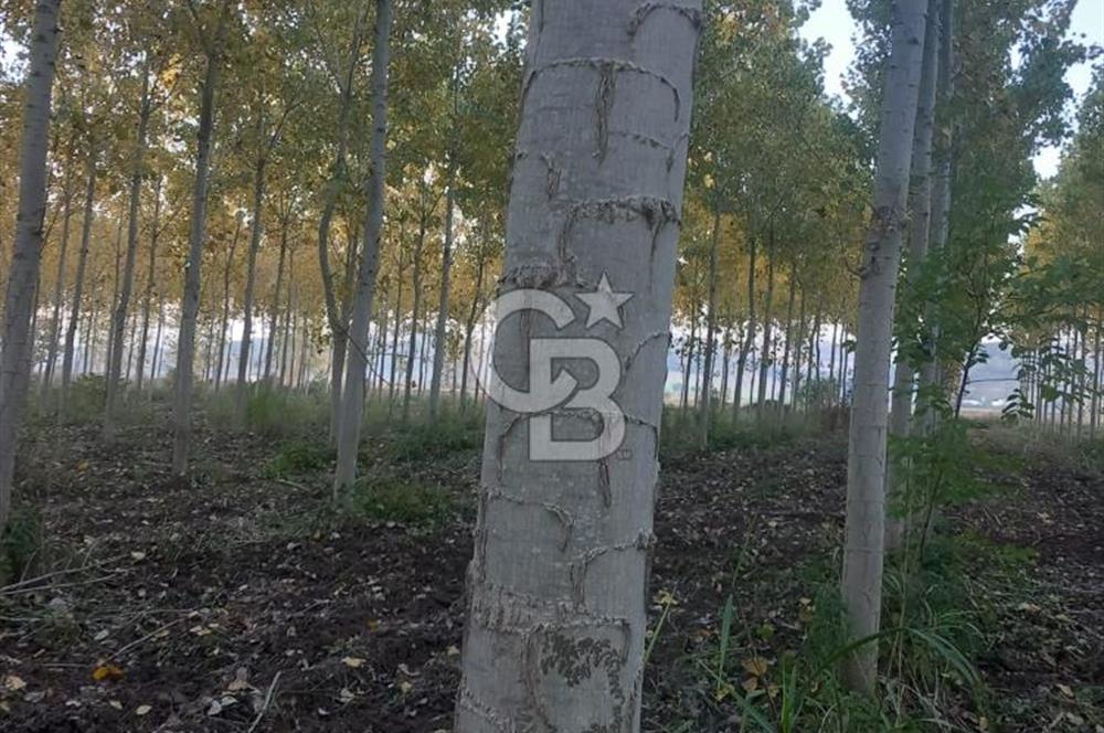 Sakarya Osmaniyede Satılık Tarla