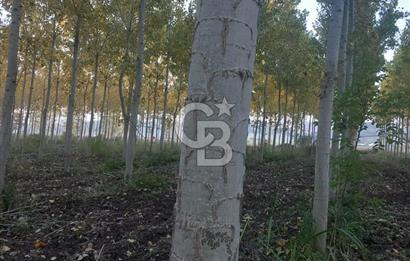 Sakarya Osmaniyede Satılık Tarla