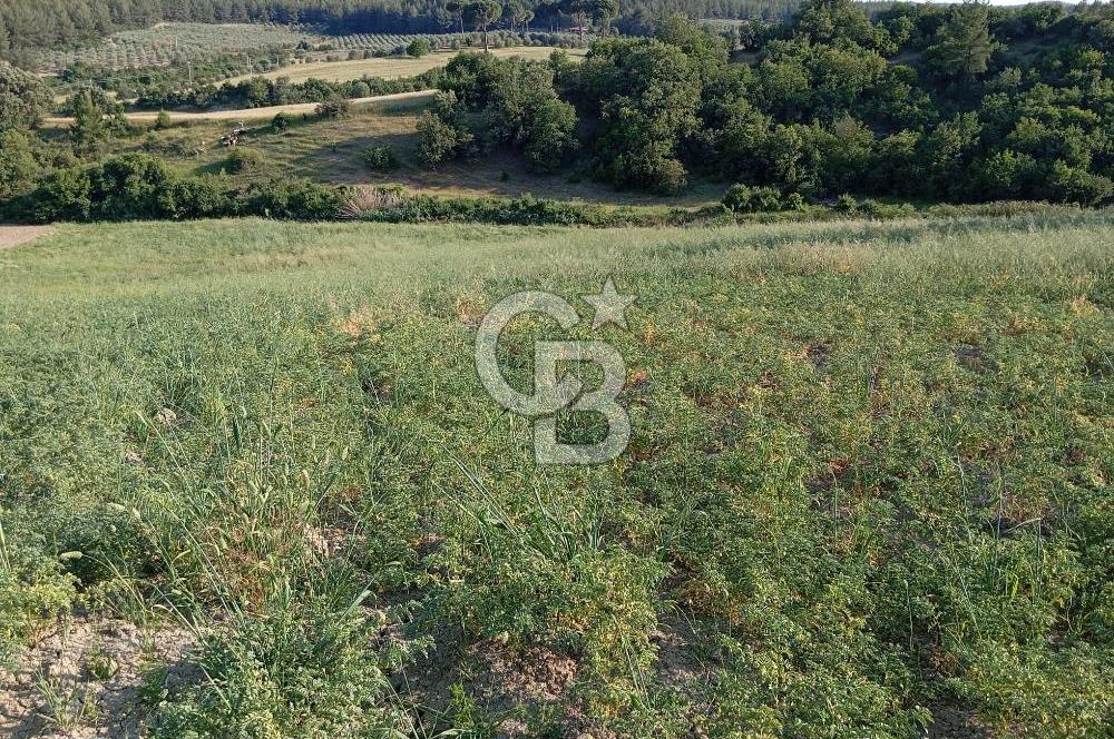 MANİSA AKHİSAR YAYAKIRILDIK'TA 11.980 m² TEK TAPU SATILIK TARLA