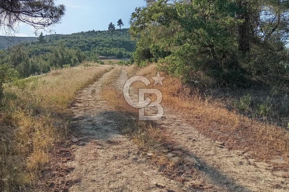 MANİSA AKHİSAR YAYAKIRILDIK'TA 11.980 m² TEK TAPU SATILIK TARLA