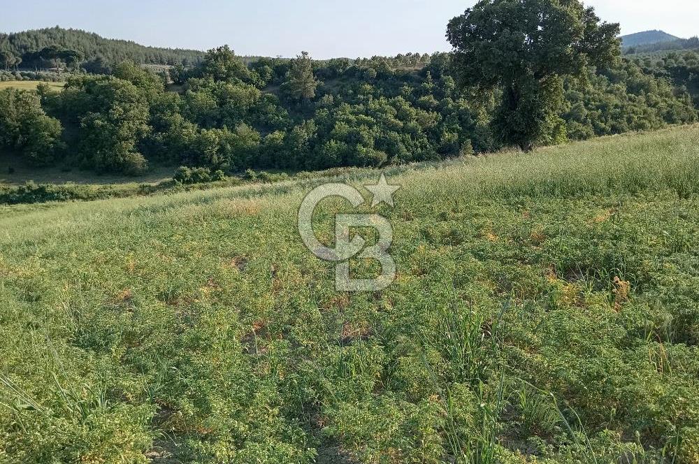 MANİSA AKHİSAR YAYAKIRILDIK'TA 11.980 m² TEK TAPU SATILIK TARLA