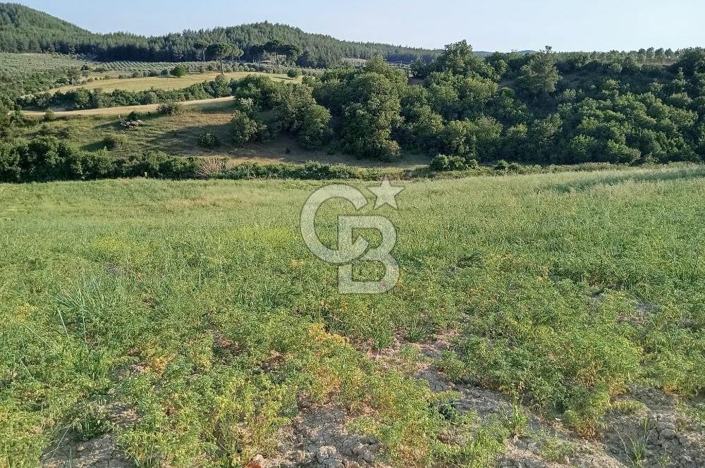 MANİSA AKHİSAR YAYAKIRILDIK'TA 11.980 m² TEK TAPU SATILIK TARLA