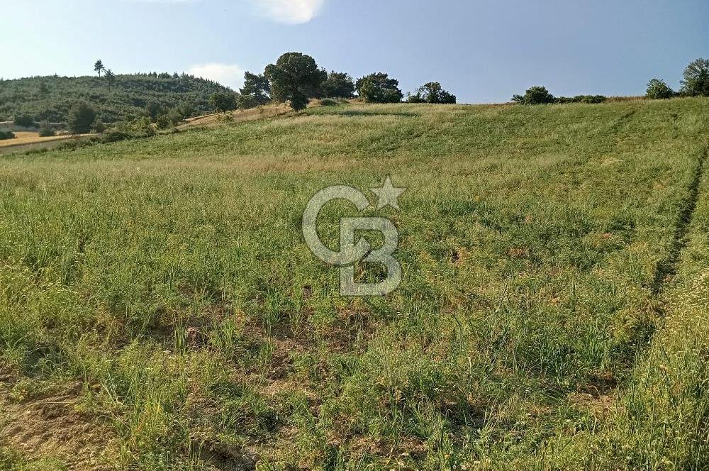 MANİSA AKHİSAR YAYAKIRILDIK'TA 11.980 m² TEK TAPU SATILIK TARLA