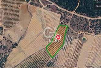 Gördeste Sürdürülebilir Tarım Yatırımı 9.000 m² Ceviz Bahçesi - 2 - 344011