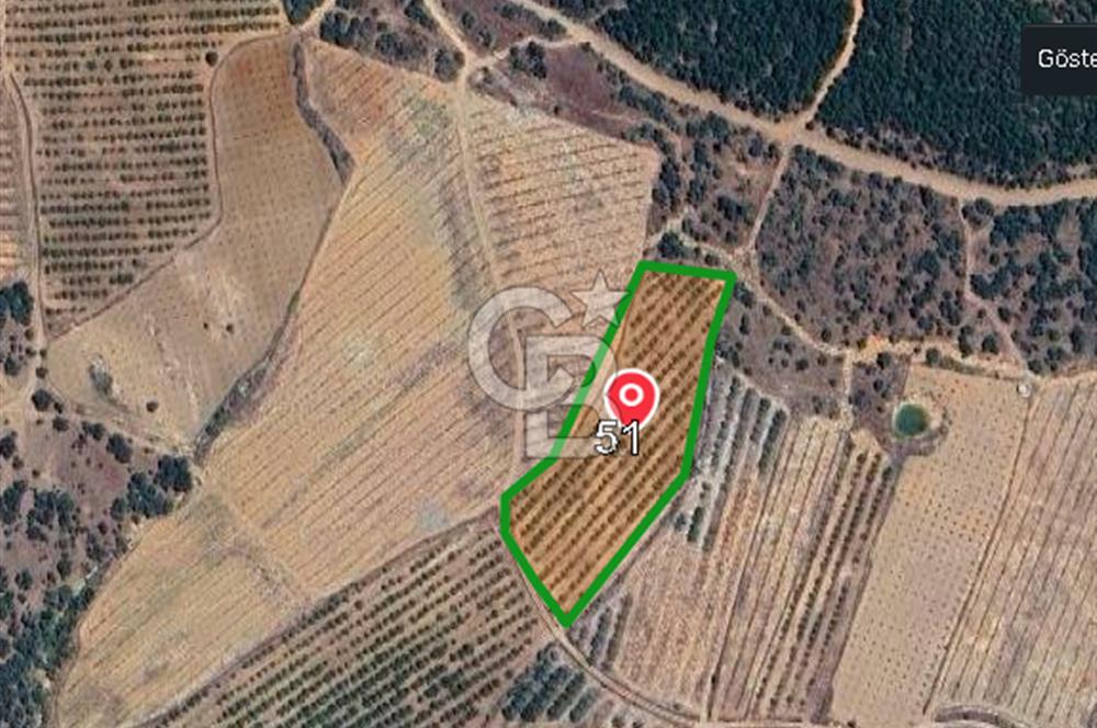 Gördeste Sürdürülebilir Tarım Yatırımı 9.000 m² Ceviz Bahçesi