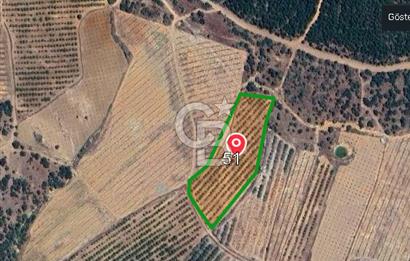 Gördeste Sürdürülebilir Tarım Yatırımı 9.000 m² Ceviz Bahçesi