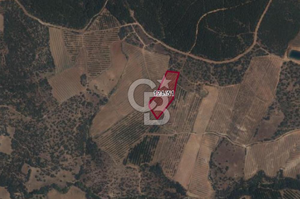 Gördeste Sürdürülebilir Tarım Yatırımı 9.000 m² Ceviz Bahçesi