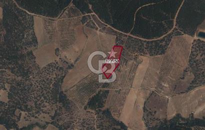 Gördeste Sürdürülebilir Tarım Yatırımı 9.000 m² Ceviz Bahçesi