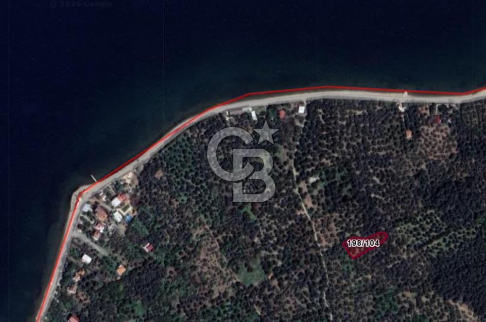 Cb Leader'dan Edincik'te Denize 200m Bakımlı Zeytinlik