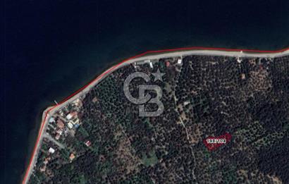 Cb Leader'dan Edincik'te Denize 200m Bakımlı Zeytinlik