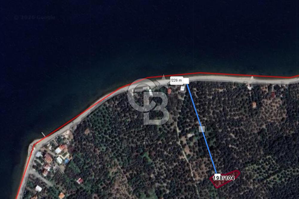 Cb Leader'dan Edincik'te Denize 200m Bakımlı Zeytinlik