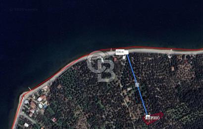 Cb Leader'dan Edincik'te Denize 200m Bakımlı Zeytinlik