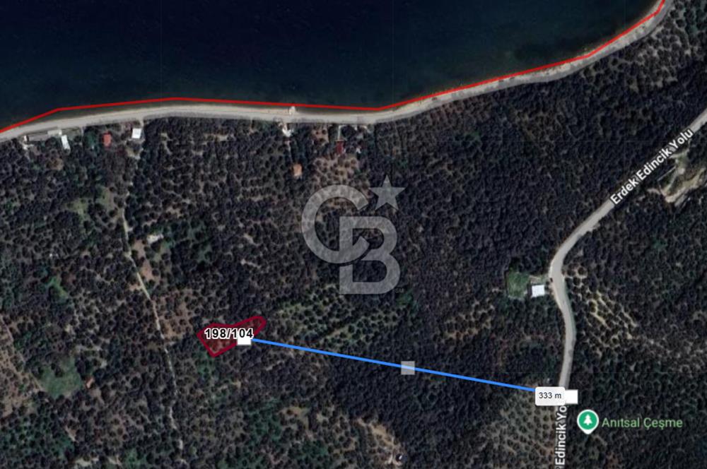 Cb Leader'dan Edincik'te Denize 200m Bakımlı Zeytinlik