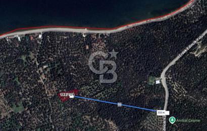 Cb Leader'dan Edincik'te Denize 200m Bakımlı Zeytinlik