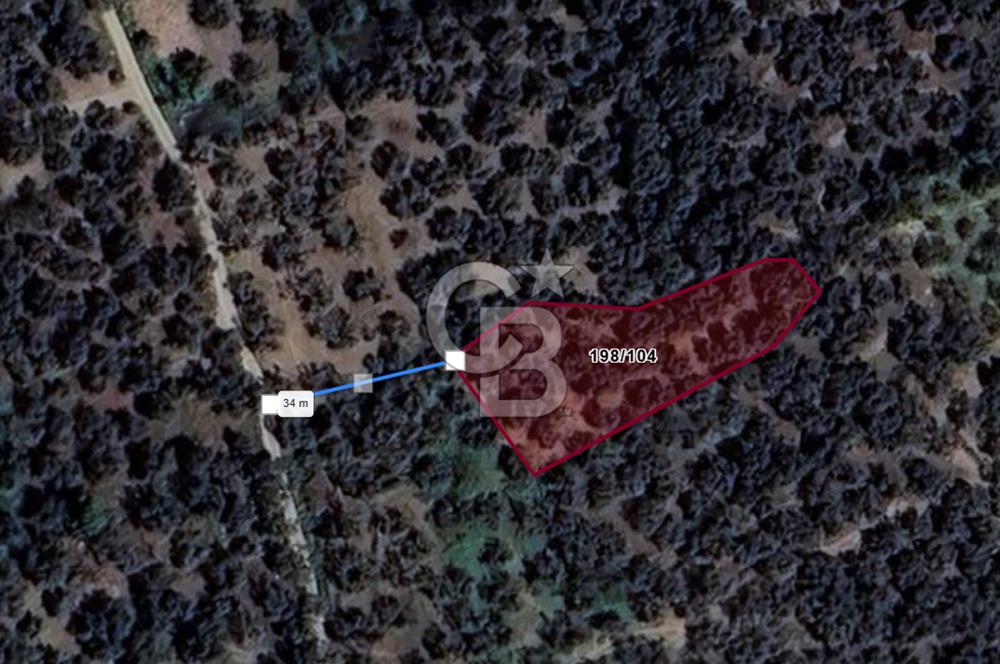 Cb Leader'dan Edincik'te Denize 200m Bakımlı Zeytinlik