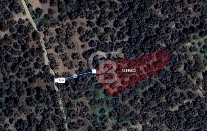 Cb Leader'dan Edincik'te Denize 200m Bakımlı Zeytinlik