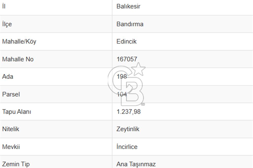Cb Leader'dan Edincik'te Denize 200m Bakımlı Zeytinlik