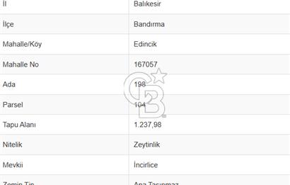 Cb Leader'dan Edincik'te Denize 200m Bakımlı Zeytinlik