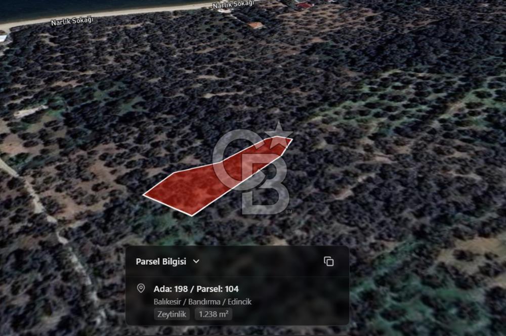 Cb Leader'dan Edincik'te Denize 200m Bakımlı Zeytinlik