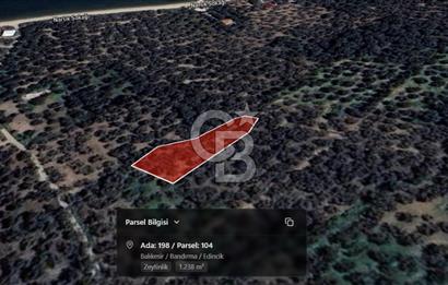 Cb Leader'dan Edincik'te Denize 200m Bakımlı Zeytinlik