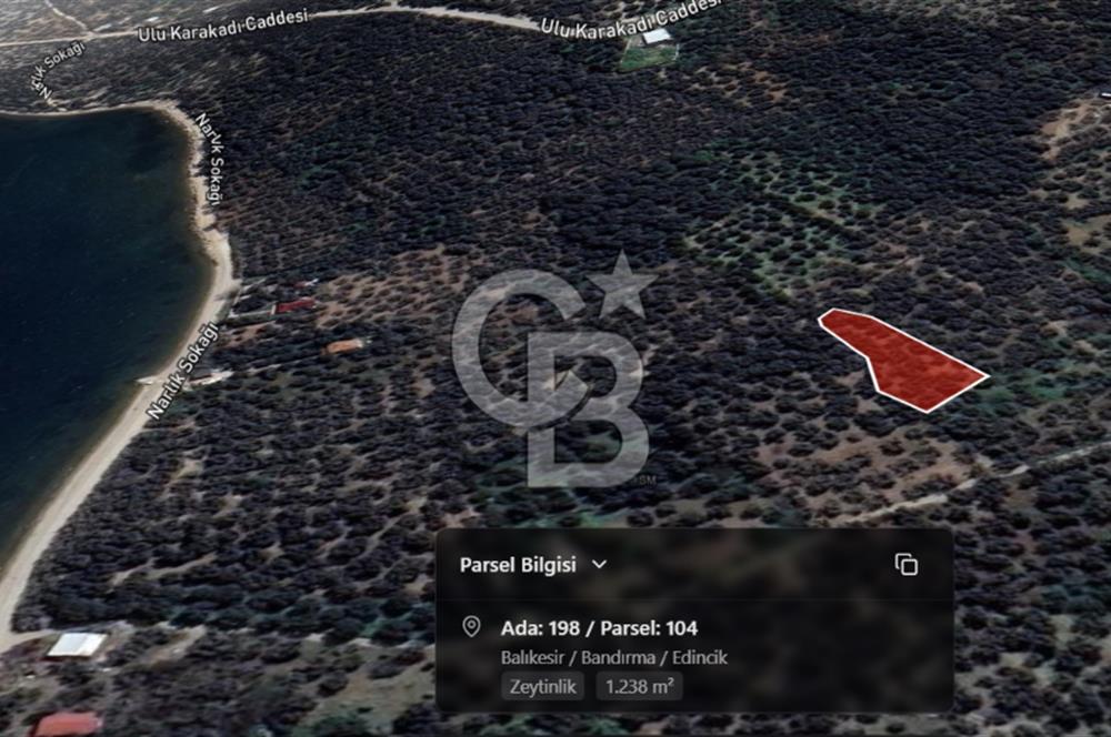 Cb Leader'dan Edincik'te Denize 200m Bakımlı Zeytinlik