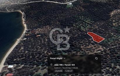 Cb Leader'dan Edincik'te Denize 200m Bakımlı Zeytinlik