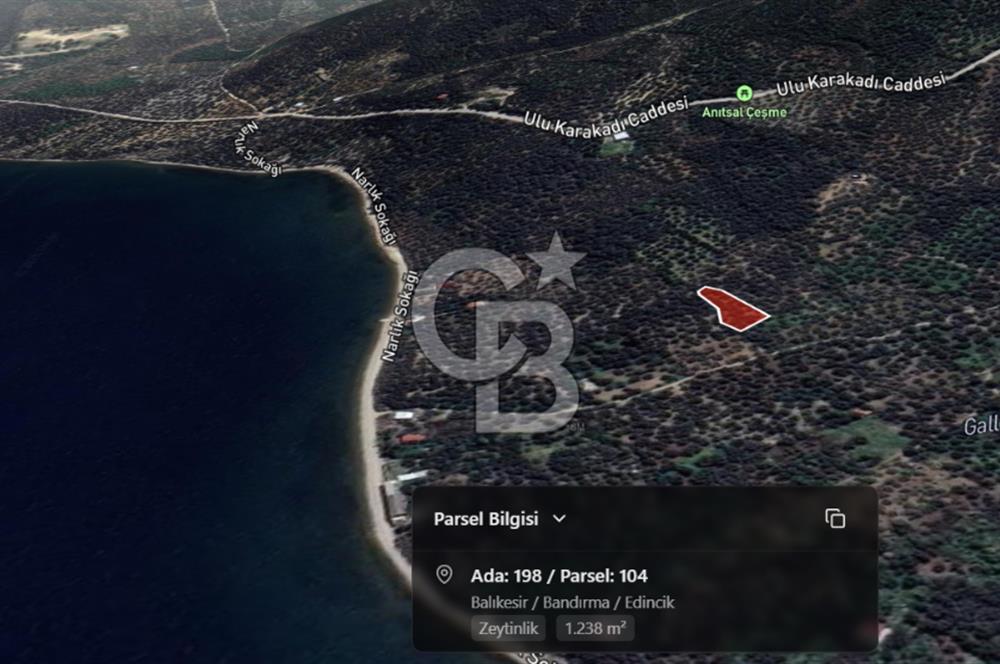 Cb Leader'dan Edincik'te Denize 200m Bakımlı Zeytinlik