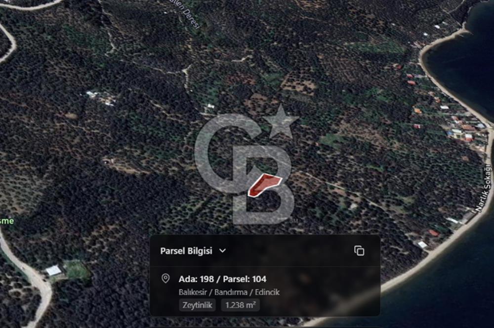 Cb Leader'dan Edincik'te Denize 200m Bakımlı Zeytinlik