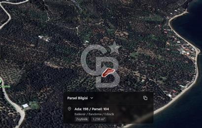 Cb Leader'dan Edincik'te Denize 200m Bakımlı Zeytinlik