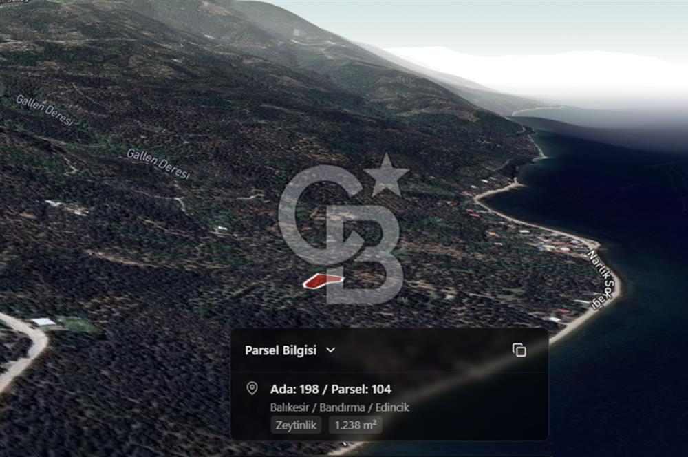 Cb Leader'dan Edincik'te Denize 200m Bakımlı Zeytinlik