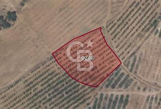 Manisa Gördes te Satılık 6700m² Ceviz Bahçesi - 1 - 344049