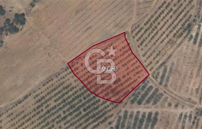 Manisa Gördes te Satılık 6700m² Ceviz Bahçesi