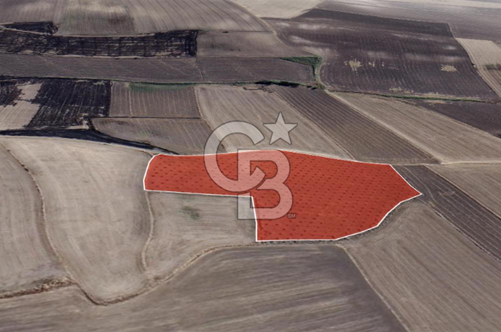 CB Leader'dan Bandırma Orhaniye'de satılık zeytinlik